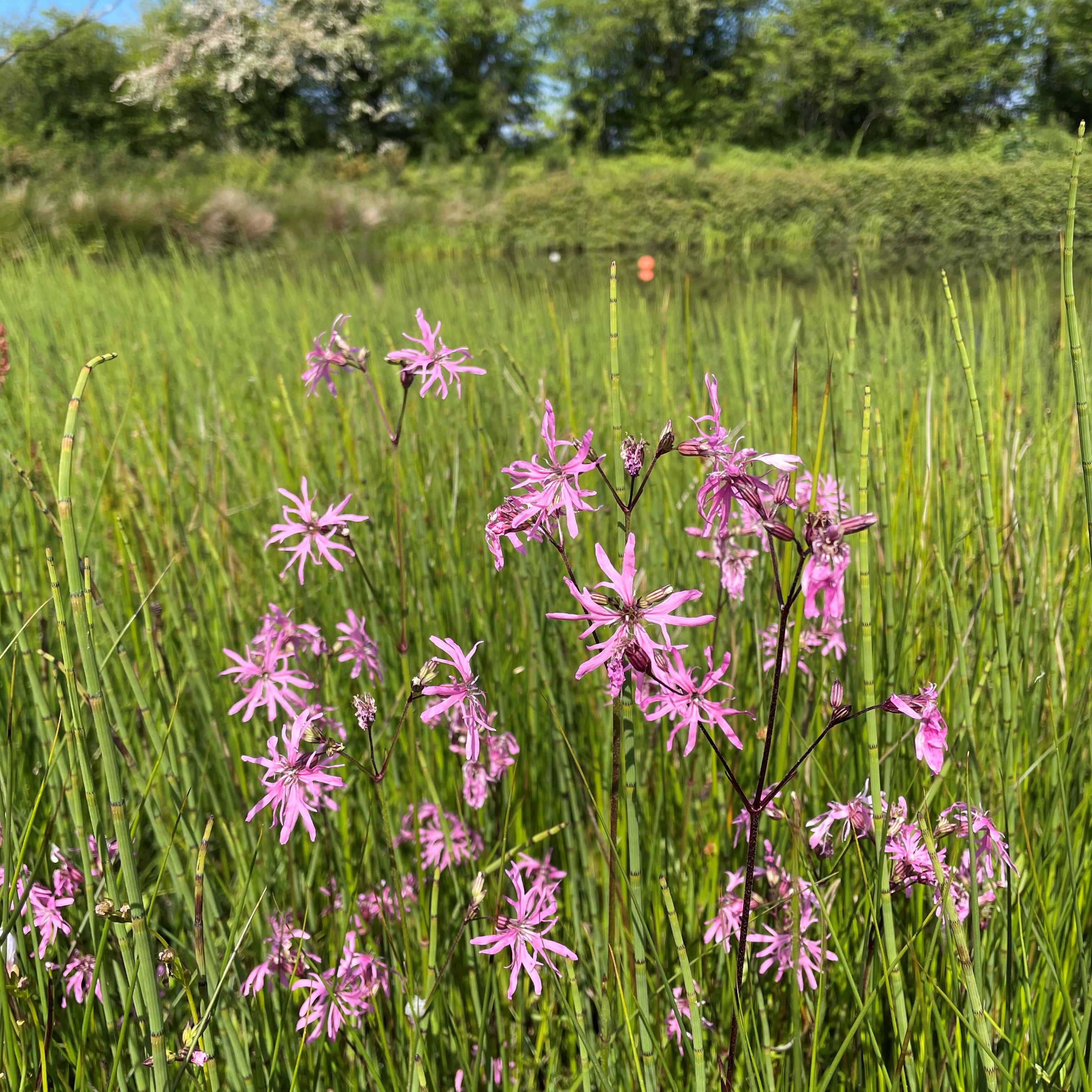 Wildflower Seeds for Wetland and Pond Areas 100 Landlife Wildflower